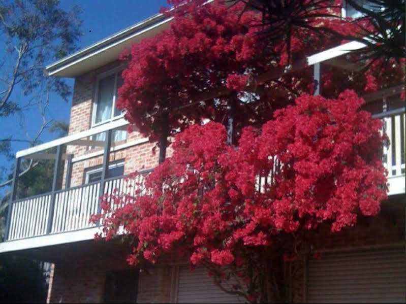 Linley House Panzió Sydney Kültér fotó